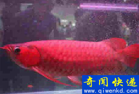 世界上最贵的鱼:血红龙500万/金钱鳘300万