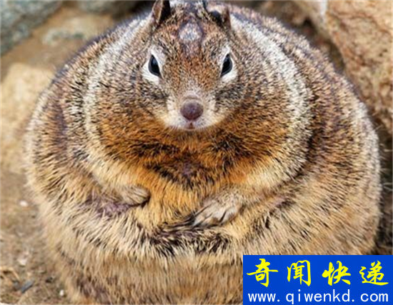 动物界五大最肥胖宠物明星 胖到想生娃都困难