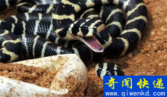 全球最毒的动物蟒蛇大战眼镜王蛇 谁是终极王者?