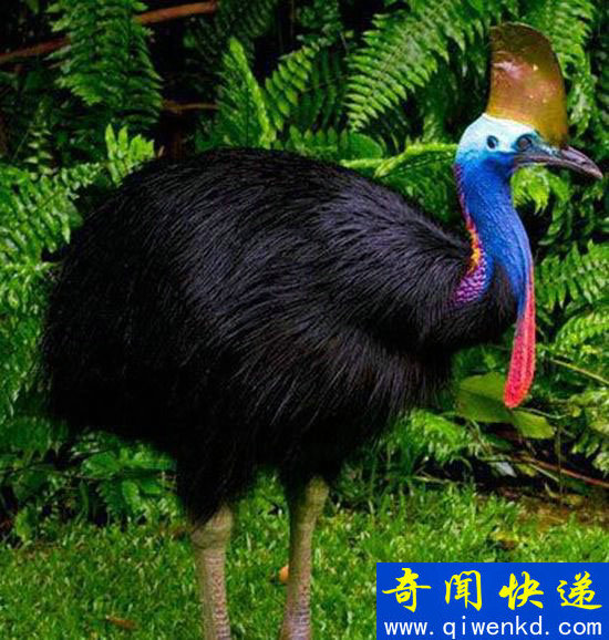 最危险的鸟类威胁人类生命 爪子锋利瞬间毙命