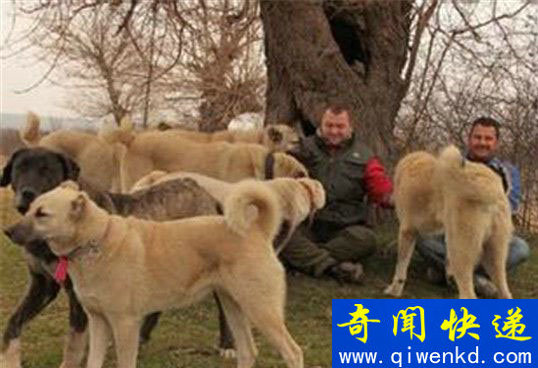 世界最大的狗:土耳其国宝坎高犬堪比中国大熊猫