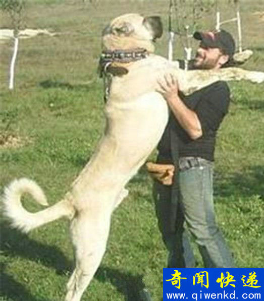 世界最大的狗:土耳其国宝坎高犬堪比中国大熊猫