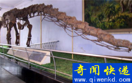 中国龙不是虚构竟有原型!东北发现真龙遗体