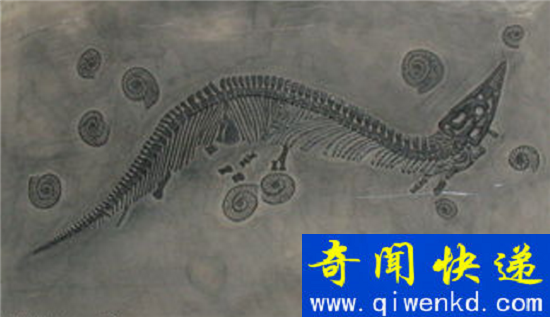 中国龙不是虚构竟有原型!东北发现真龙遗体