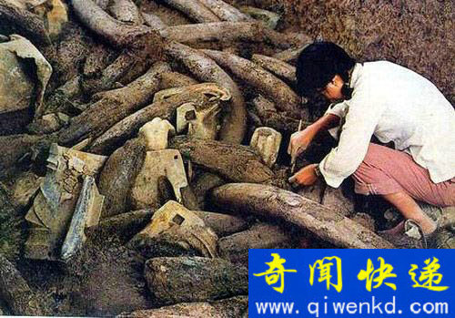 三星堆出土的大量象牙