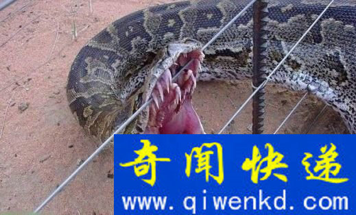考古发现十四世纪毒戒指 是刺杀投毒神秘利器