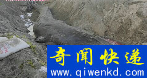 考古发现十四世纪毒戒指 是刺杀投毒神秘利器