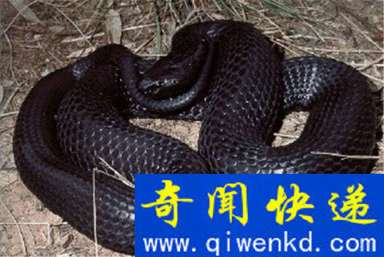 恐怖玻璃蛇竟是远古九头蛇后裔 世界最大蛇盘点
