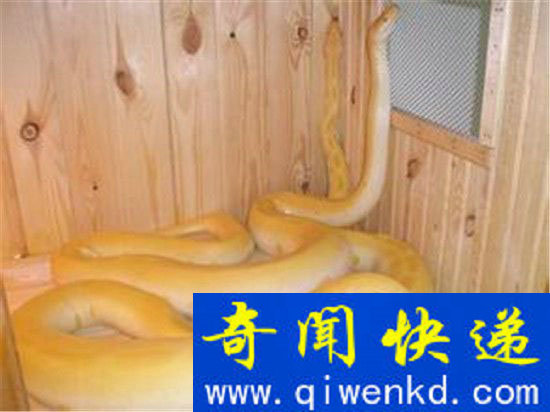 恐怖玻璃蛇竟是远古九头蛇后裔 世界最大蛇盘点