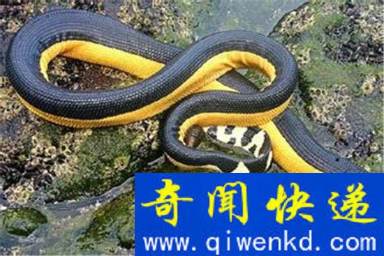恐怖玻璃蛇竟是远古九头蛇后裔 世界最大蛇盘点