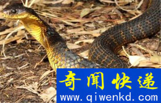 恐怖玻璃蛇竟是远古九头蛇后裔 世界最大蛇盘点