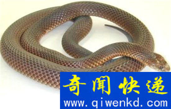 恐怖玻璃蛇竟是远古九头蛇后裔 世界最大蛇盘点