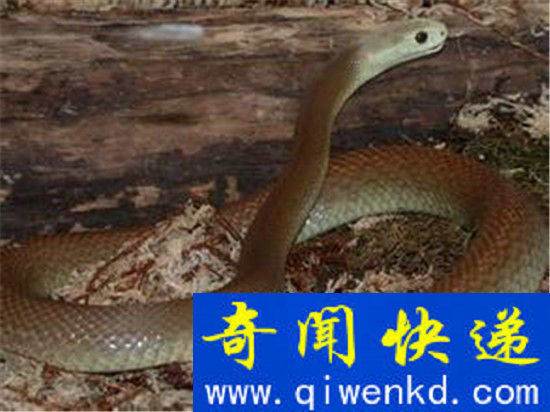 恐怖玻璃蛇竟是远古九头蛇后裔 世界最大蛇盘点