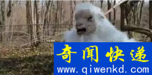 世界上竟有这些生物 全球10大恐怖存在