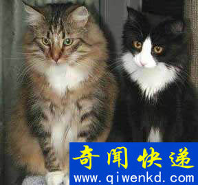Top6:世界上最可爱的猫:挪威森林猫