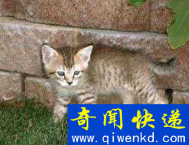Top5:世界上最可爱的猫:鲍勃猫