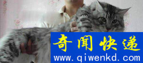 Top3:世界上最可爱的猫:缅因库恩猫
