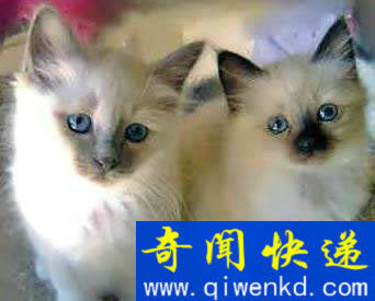 Top4:世界上最可爱的猫:伯曼猫