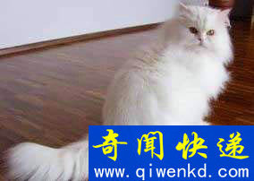 Top8:世界上最可爱的猫:波斯猫