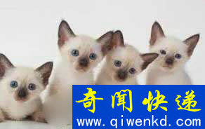 Top10:世界上最可爱的猫:暹罗猫