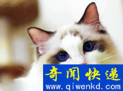 Top2:世界上最可爱的猫:布偶猫