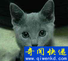 Top9:世界上最可爱的猫:俄罗斯蓝猫