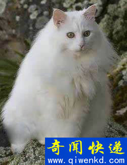 Top7:世界上最可爱的猫:土耳其安哥拉猫