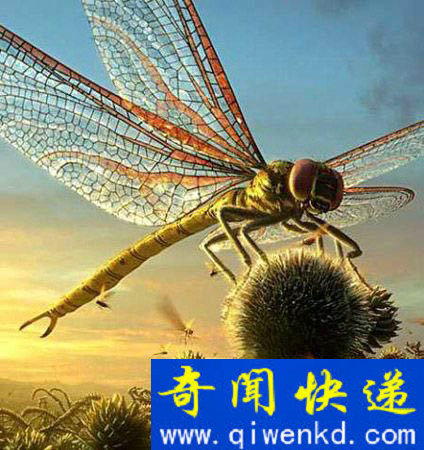 巨蜻蜓