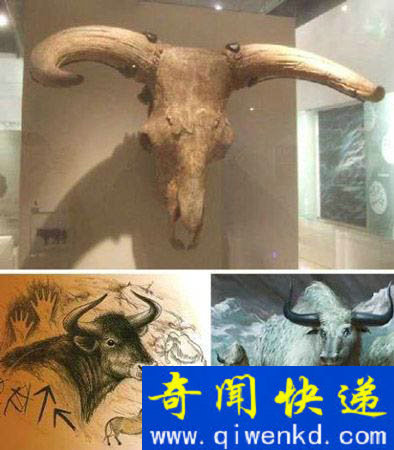欧洲野牛