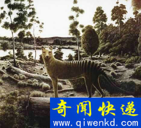 塔斯马尼亚虎