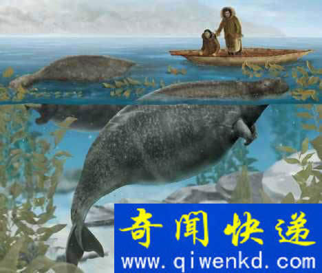 斯特拉海牛