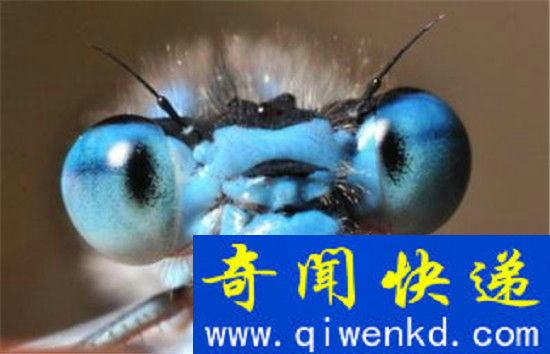 外星人七大误区 你知道外星人是什么样子吗?