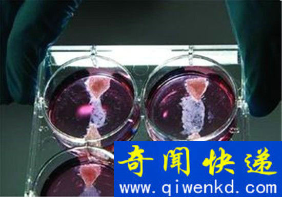 科学家预言:未来人造肉将成为主流