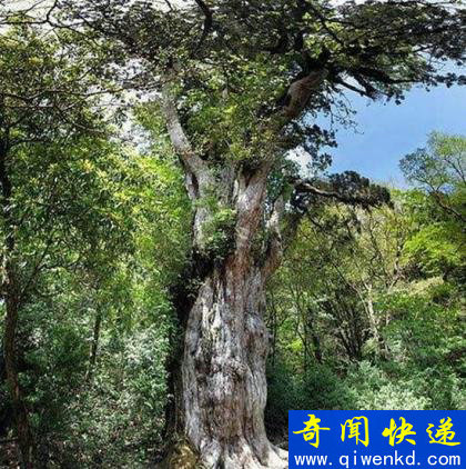 世界上现存的十棵最古老树木 已5000岁了!