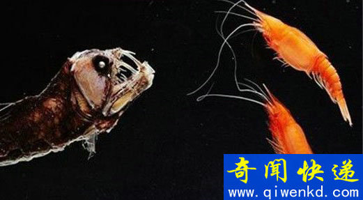 最恐怖的神秘动物:神庙惊现五头蛇