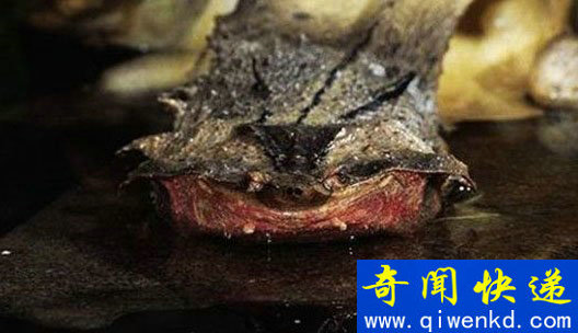 最恐怖的神秘动物:神庙惊现五头蛇
