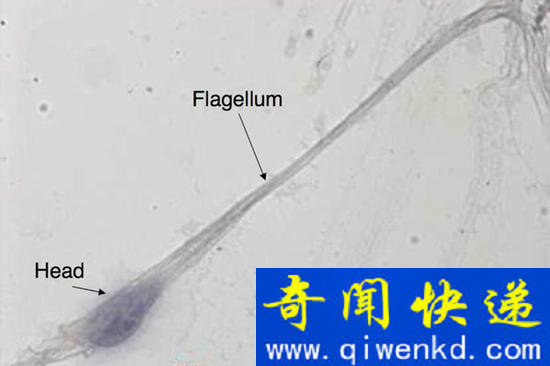 早期制作的精子(图片: M-H Perrard,CNRS/Kallistem)
