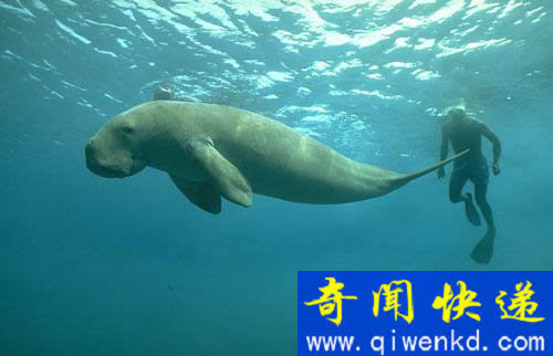 海洋生物