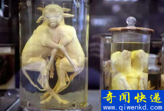 福尔马林是什么,与尸体共舞的不腐之秘(甲醛的水溶液)