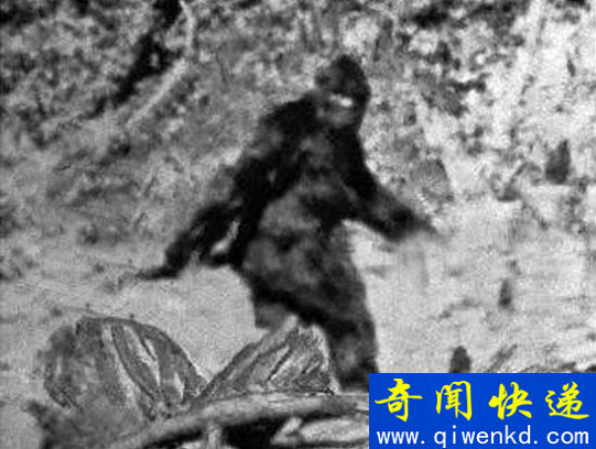 探索神农架野人之谜,神秘野人疑为野外棕熊
