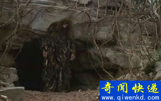 探索神农架野人之谜,神秘野人疑为野外棕熊