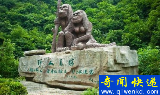 探索神农架野人之谜,神秘野人疑为野外棕熊
