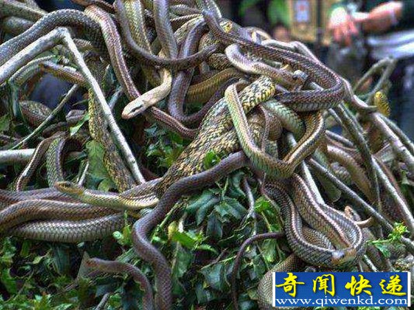 最恐怖的蛇岛