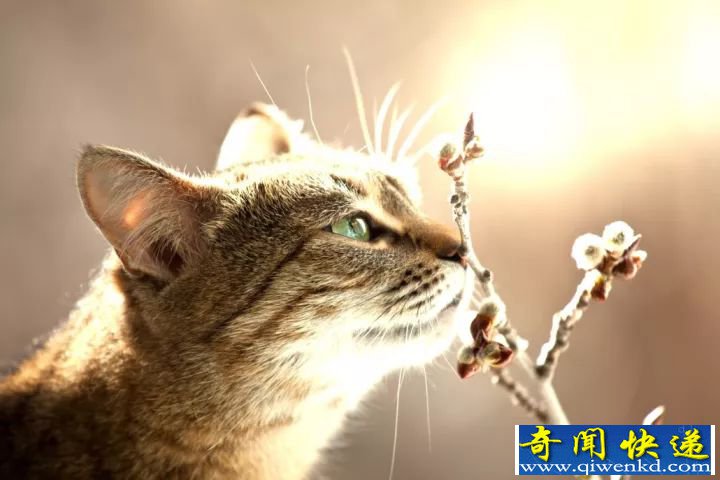 吉尼斯纪录大全