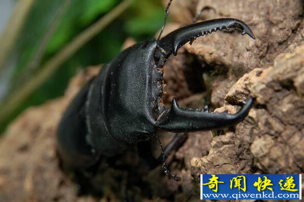 巴拉望巨扁