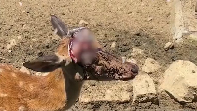 ԰÷¹ͷѪ
