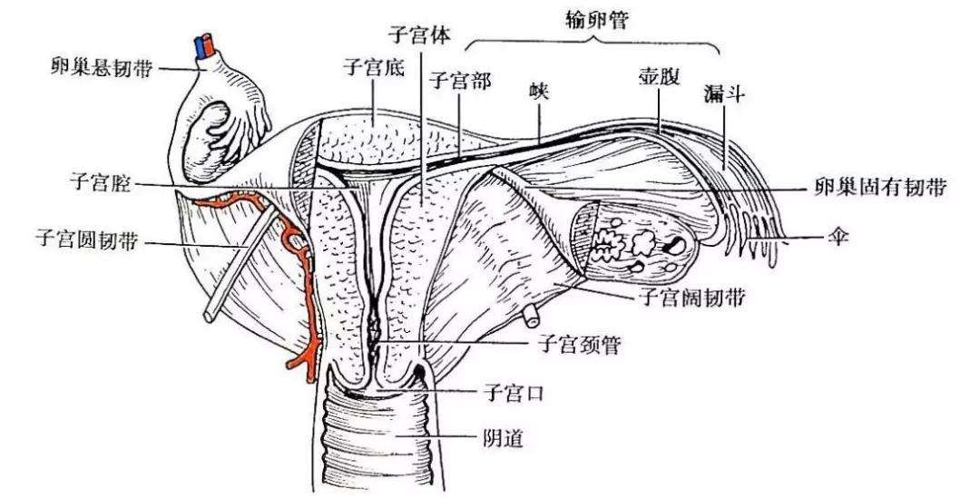 女性阴道