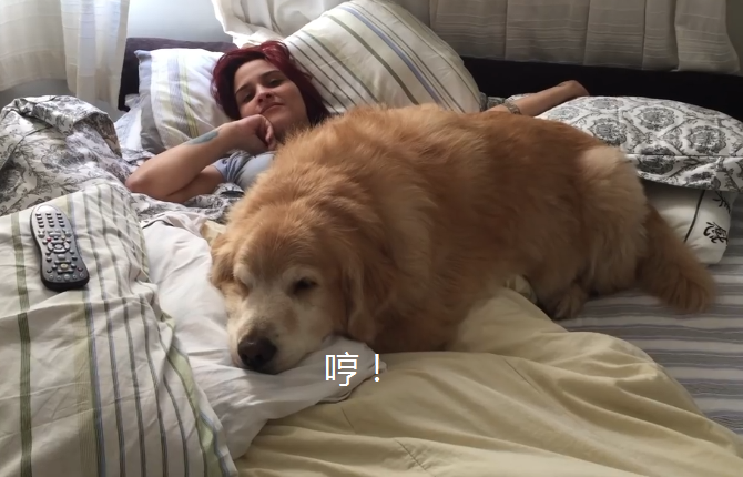 实拍人与动物兽性大发 狗狗强上女主人!
