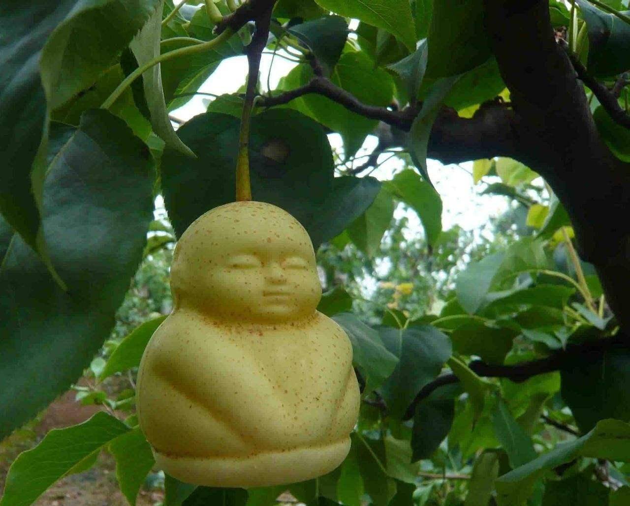 西游记人参果树下藏着什么,每个人参果体内都有一个生灵(图片)