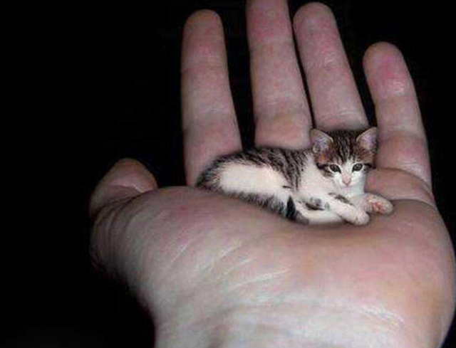 世界上最小的猫图片:手掌大小,3个鸡蛋重